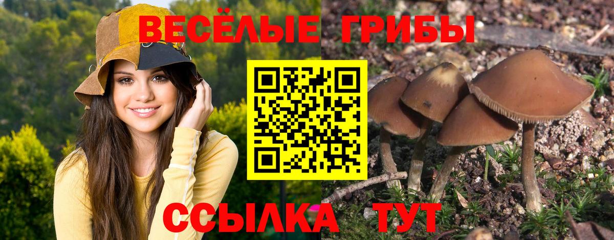 где продают   Галлюциногенные грибы Psilocybine cubensis  Псилоцибиновые грибы Psilocybe  Вход с VPN  Бор 